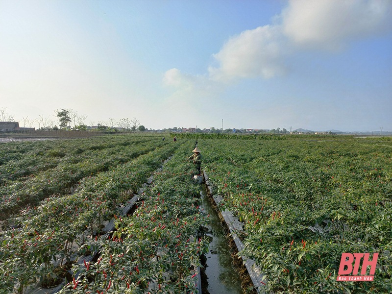 Sắc xuân trên những vùng quê nông thôn mới kiểu mẫu