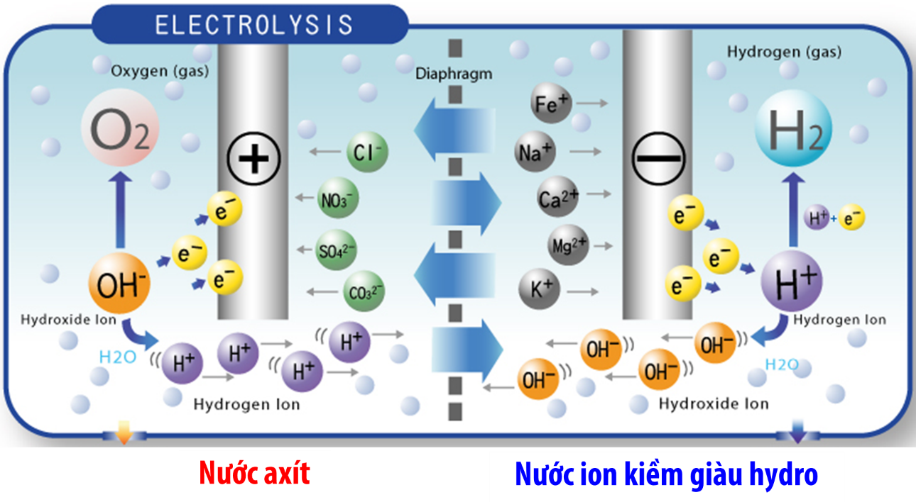 Máy lọc nước ion kiềm IONIA: Quà tặng sức khỏe ý nghĩa cho bố, mẹ