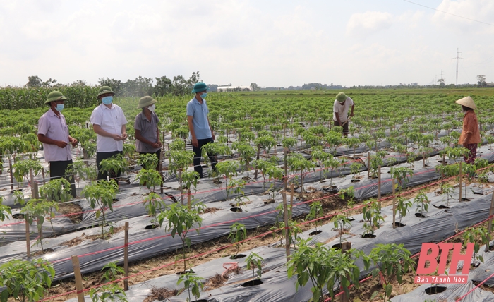 Đảng bộ huyện Thiệu Hóa thực hiện các chương trình trọng tâm, khâu đột phá