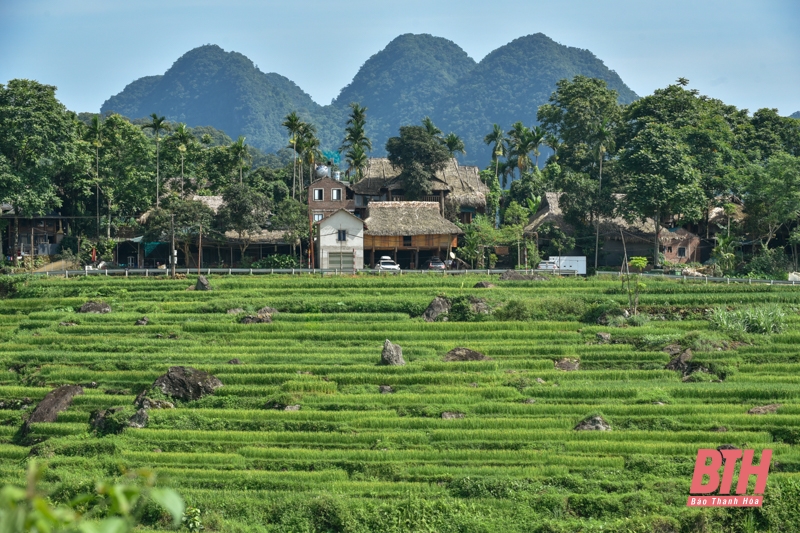 Pù Luông chuẩn bị vào mùa đẹp nhất trong năm