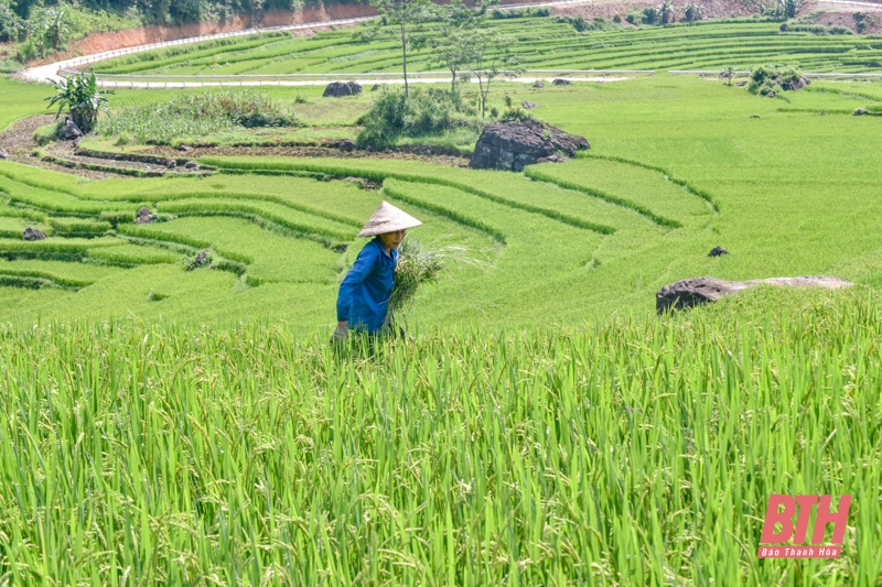 Pù Luông chuẩn bị vào mùa đẹp nhất trong năm