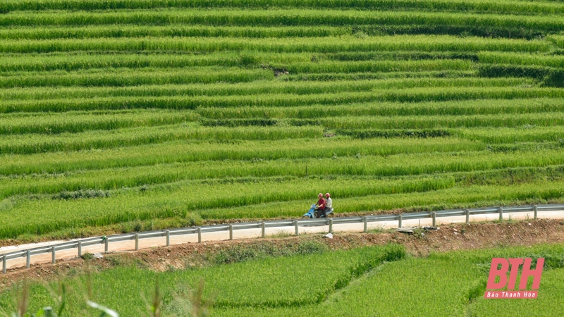 Pù Luông chuẩn bị vào mùa đẹp nhất trong năm