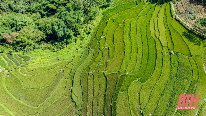 Pù Luông chuẩn bị vào mùa đẹp nhất trong năm