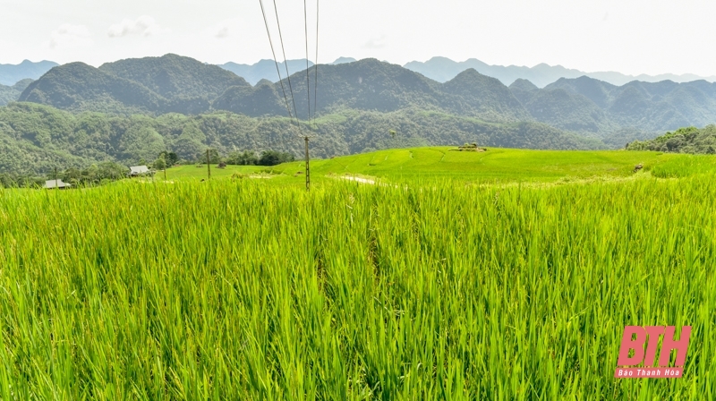 Pù Luông chuẩn bị vào mùa đẹp nhất trong năm