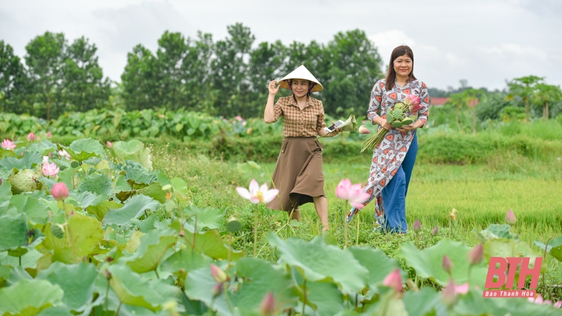 Mùa sen về trên đất Tây Đô