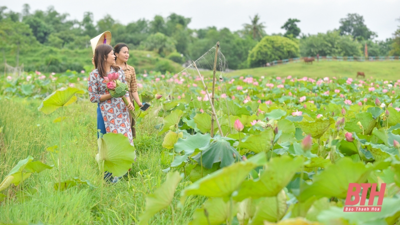 Mùa sen về trên đất Tây Đô