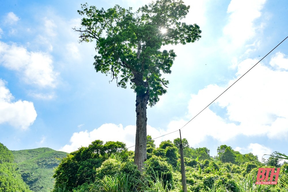 Chiêm ngưỡng cây lim đại thụ “độc nhất vô nhị” ở xứ Thanh