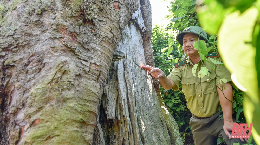 Chiêm ngưỡng cây lim đại thụ “độc nhất vô nhị” ở xứ Thanh