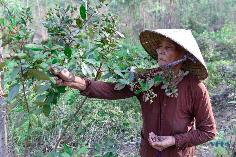 Mùa săn “lộc rừng” ở Trà La