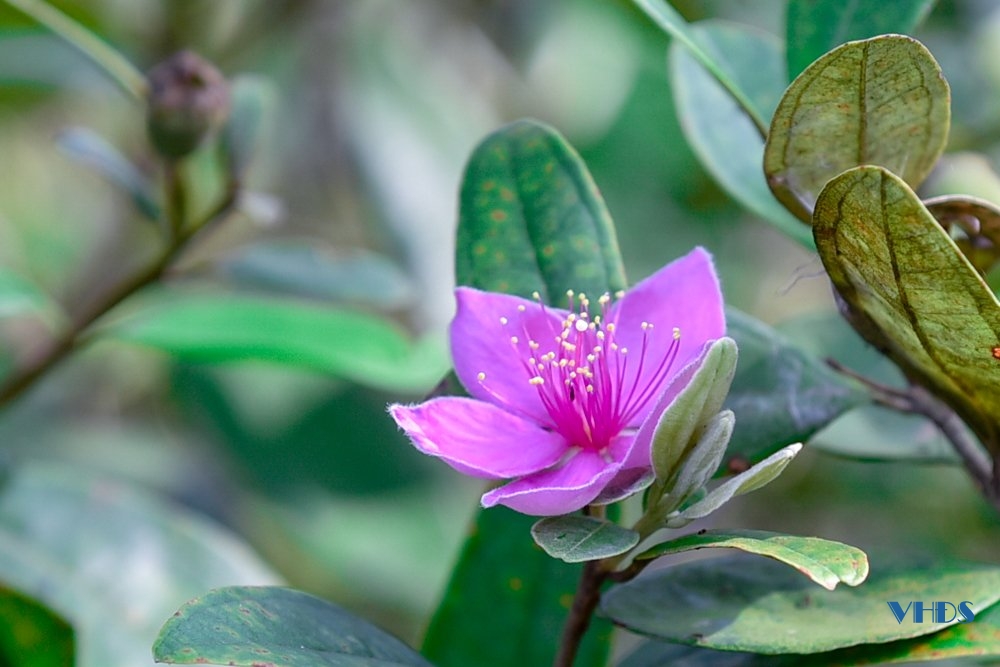 Mùa săn “lộc rừng” ở Trà La