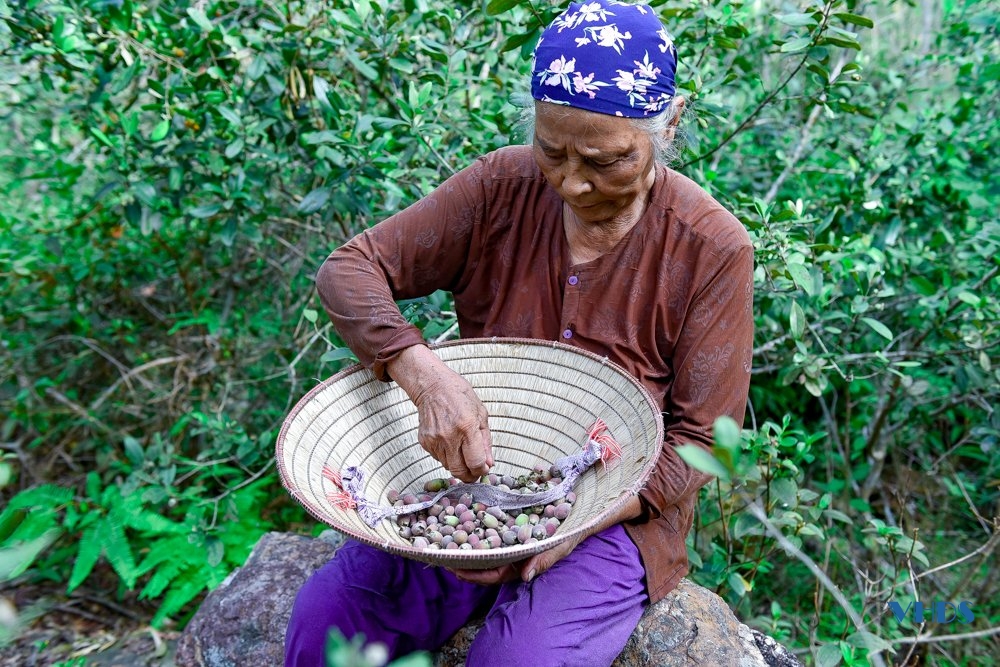 Mùa săn “lộc rừng” ở Trà La