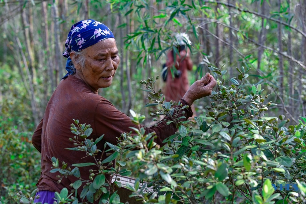 Mùa săn “lộc rừng” ở Trà La