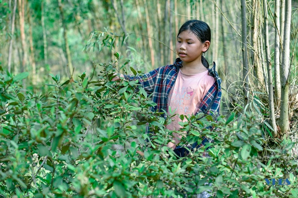 Mùa săn “lộc rừng” ở Trà La