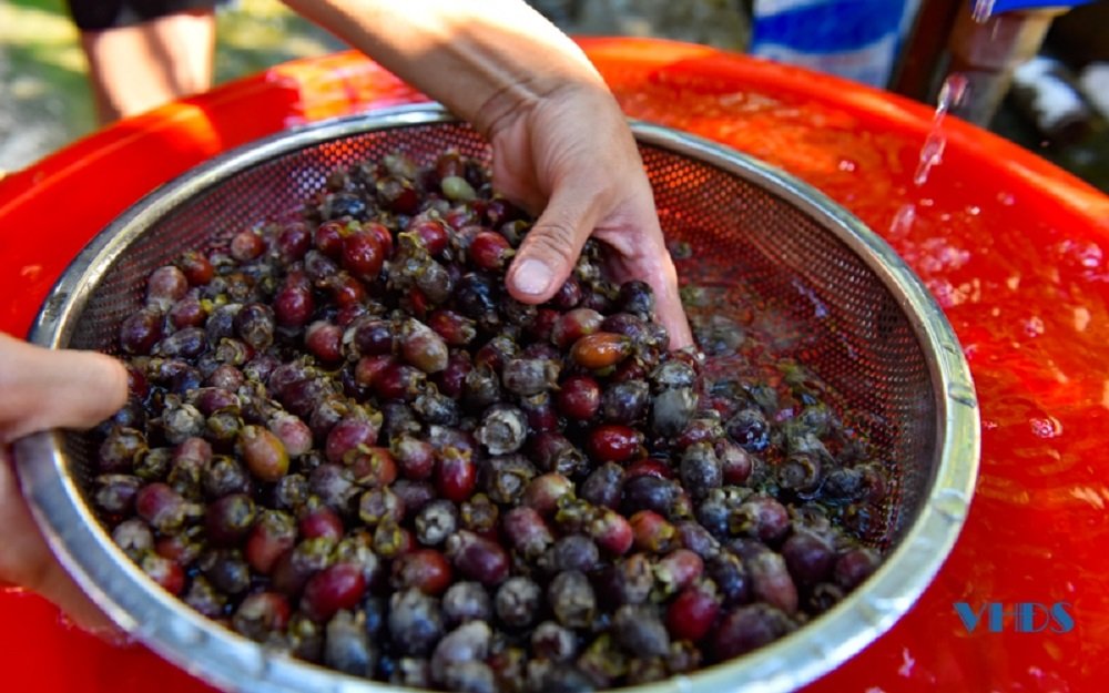 Mùa săn “lộc rừng” ở Trà La