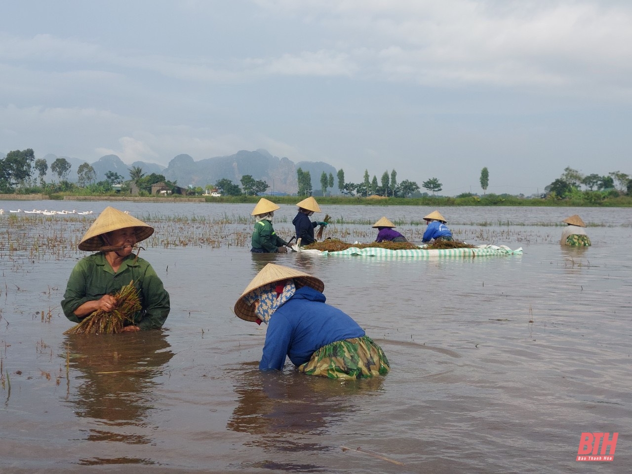 Hội viên nông dân huyện Đông Sơn giúp bà con thu hoạch lúa bị ngập sau mưa bão