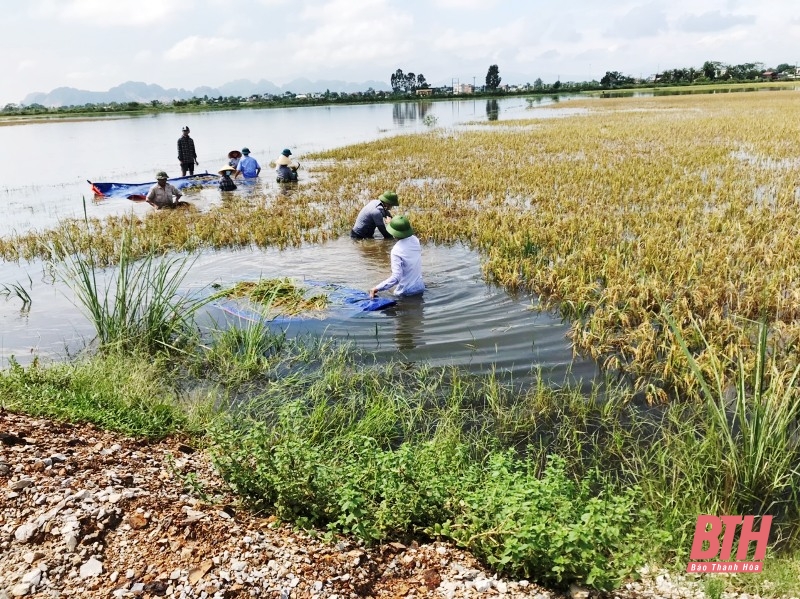 Hội viên nông dân huyện Đông Sơn giúp bà con thu hoạch lúa bị ngập sau mưa bão