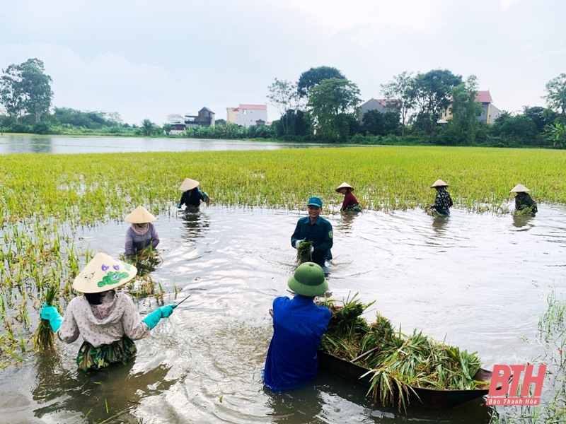 Hội viên nông dân huyện Đông Sơn giúp bà con thu hoạch lúa bị ngập sau mưa bão