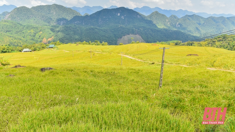 Mùa vàng trên đỉnh Pù Luông