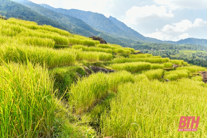 Mùa vàng trên đỉnh Pù Luông