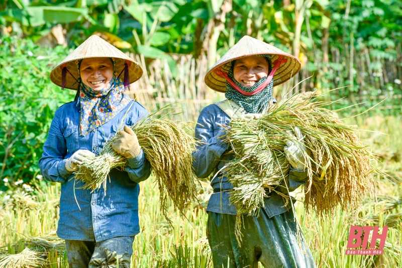 Mùa vàng trên đỉnh Pù Luông