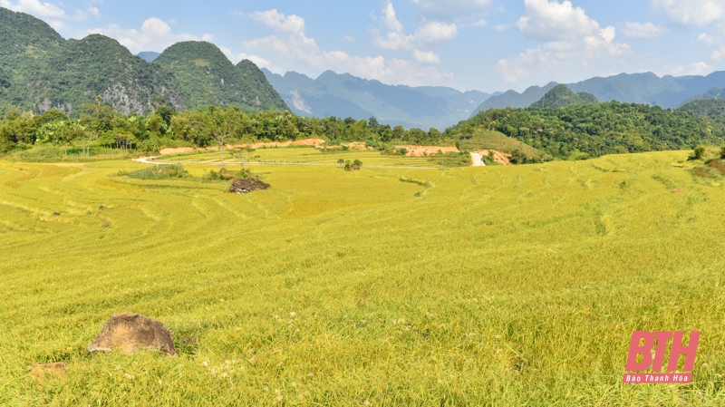 Mùa vàng trên đỉnh Pù Luông