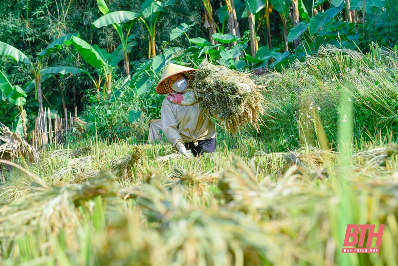 Mùa vàng trên đỉnh Pù Luông