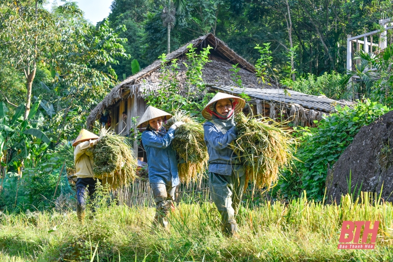 Mùa vàng trên đỉnh Pù Luông