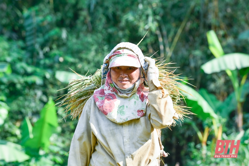 Mùa vàng trên đỉnh Pù Luông