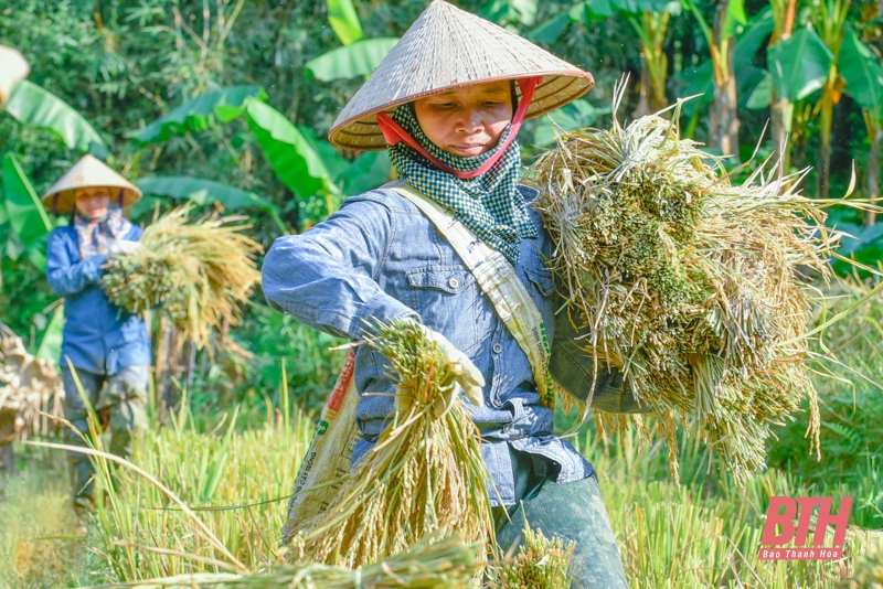 Mùa vàng trên đỉnh Pù Luông