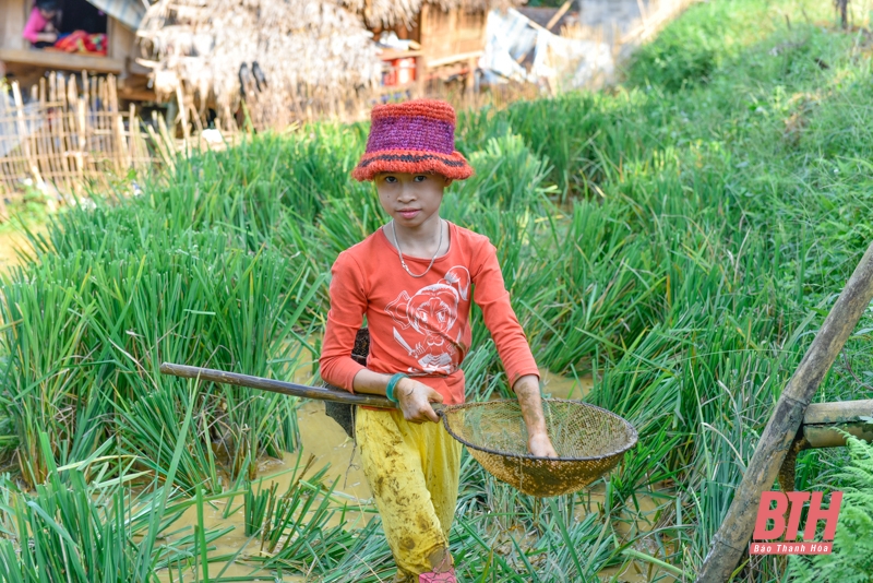 Mùa vàng trên đỉnh Pù Luông