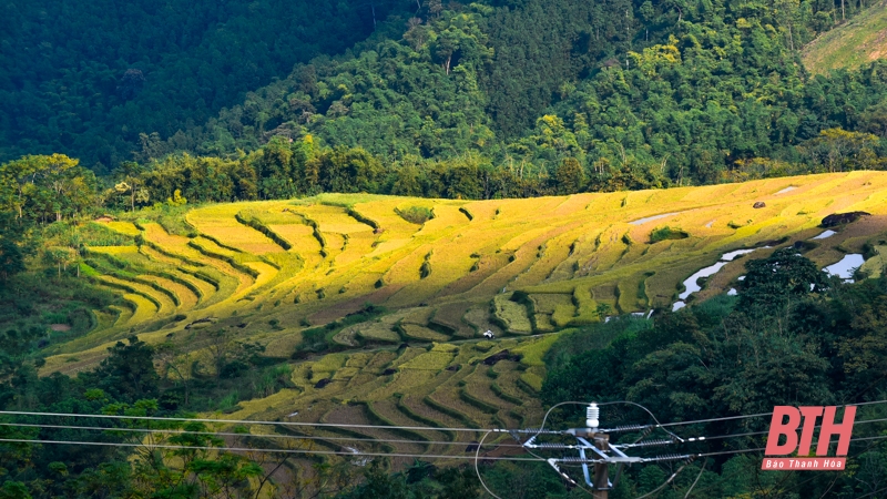 Mùa vàng trên đỉnh Pù Luông