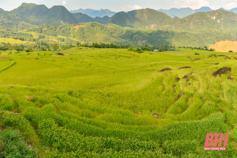 Mùa vàng trên đỉnh Pù Luông