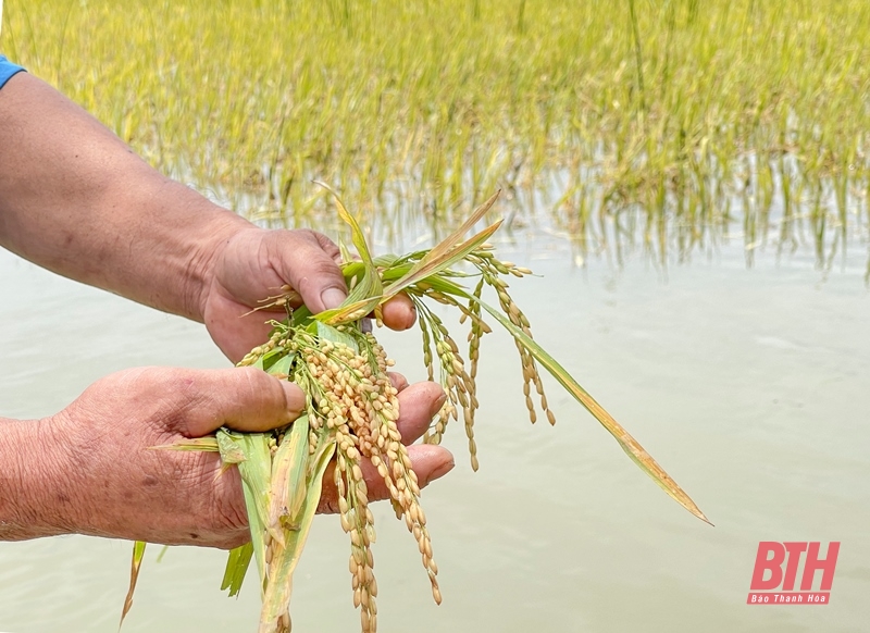 Nguy cơ mất trắng hàng chục ha lúa xuân do ngập sâu trong biển nước