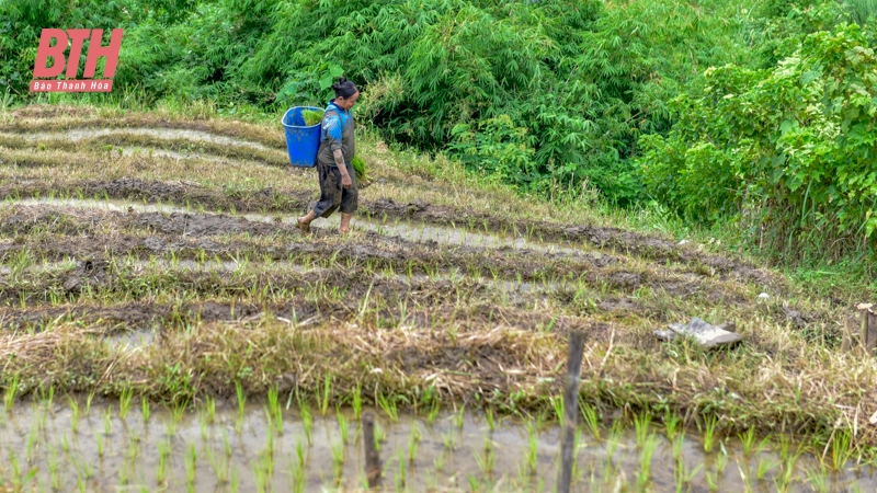 Đi cấy trên nương miền biên viễn xứ Thanh