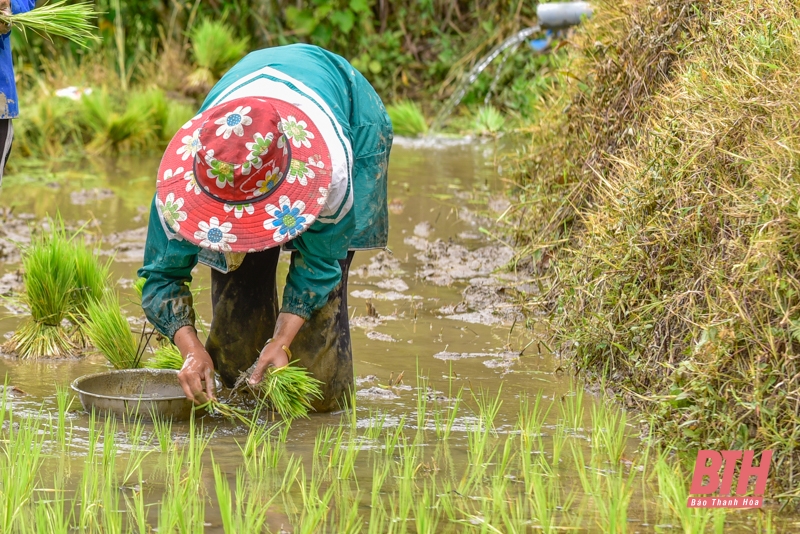 Đi cấy trên nương miền biên viễn xứ Thanh