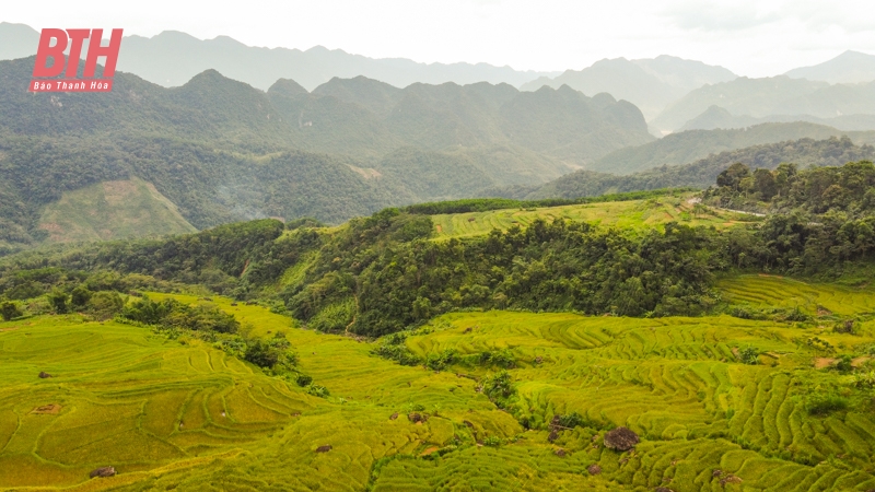 Rực rỡ mùa vàng trên đỉnh Pù Luông