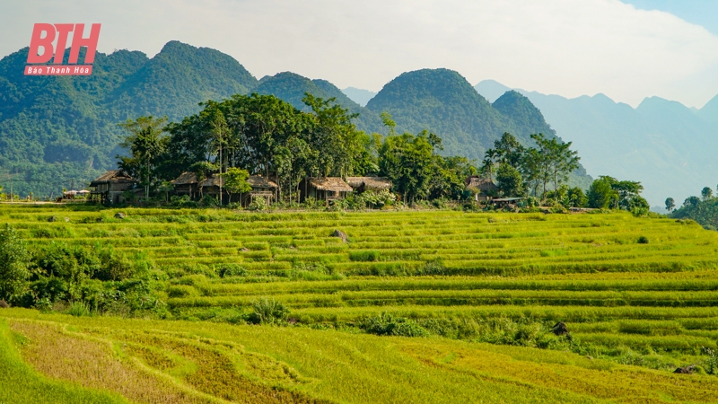 Rực rỡ mùa vàng trên đỉnh Pù Luông